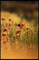 poppies....