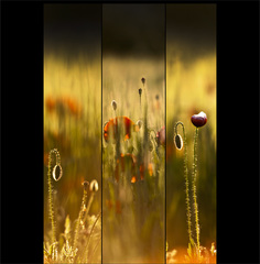 poppies