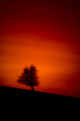Tree after sunset.