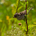 moineau