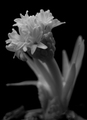 Hyacint