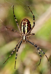 Lovec.....Spiderman....