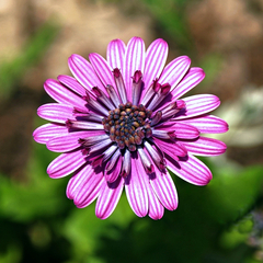 Stredovica úžasná