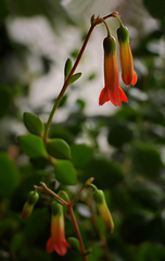 Kalanchoe zvončeková