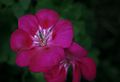 Pelargonia 4
