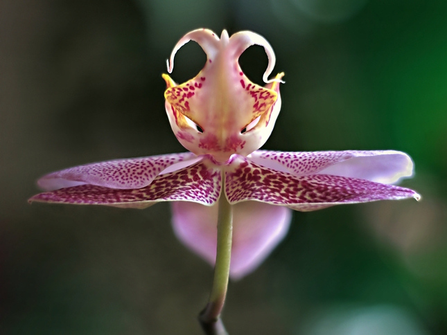 Dračia orchidea
