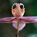 Dračia orchidea