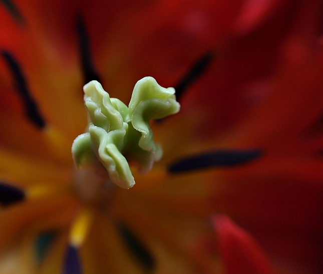 Tulipán
