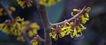 Hamamelisjaponica