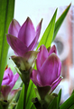 Siam Curcuma II