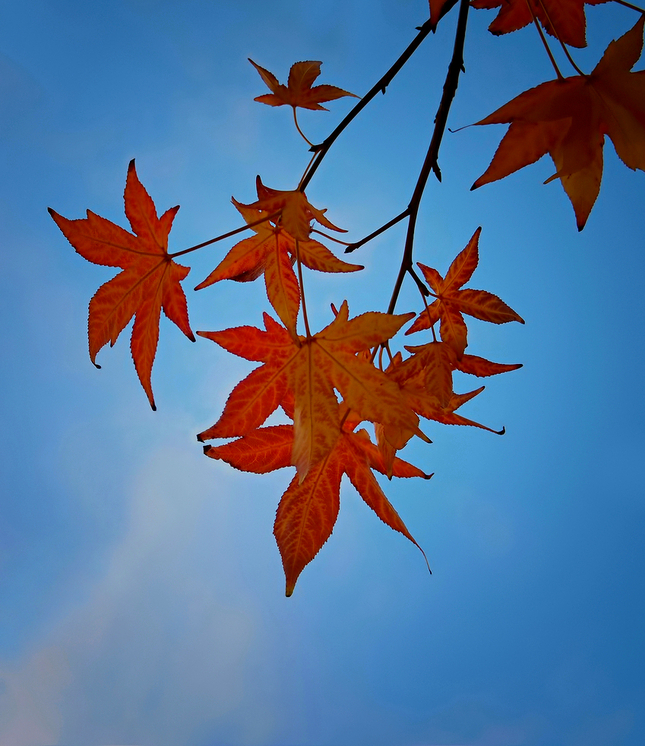 Liquidambar