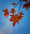 Liquidambar