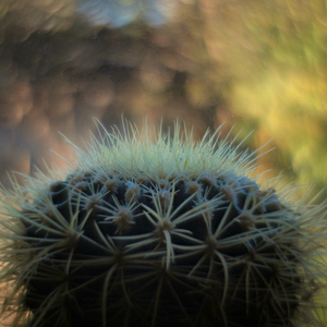 Kaktusovsen