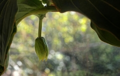 Puk - medinilla