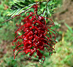 Strapatica červená - bizard