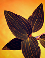 Jewel Orchids II