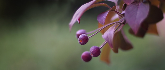 Plodyjabloňovéozdobné