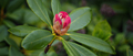 Rododendronpuk