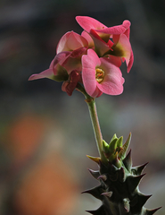 Mili - ostrá verzia