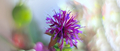 Monarda