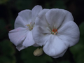 Pelargonia 3