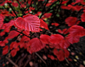 Red list