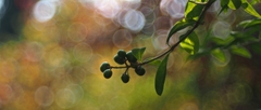 MôjobľúbenýLigustrum I