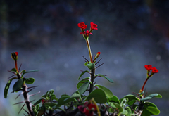 Ostrov Euphorbia