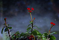 Ostrov Euphorbia