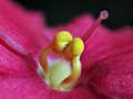 Dohora