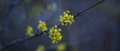 Cornusmas
