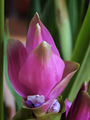 Siam curcuma