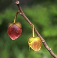 Paw Paw