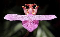 Orchid Aeroplan
