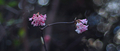 f1.7