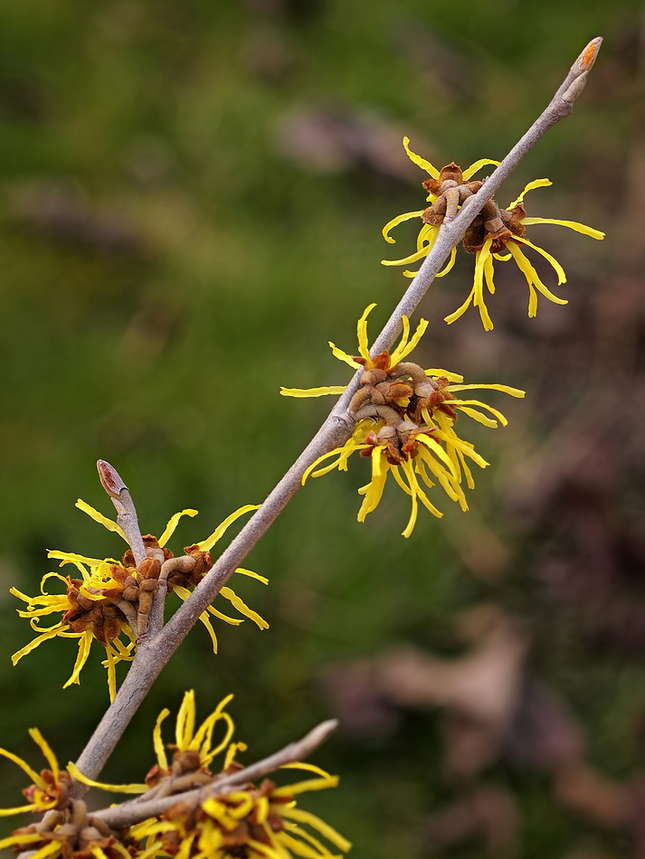 Hamamelis diagonális