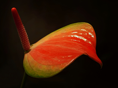 Lístkovo tyčinková