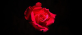 RedBlack