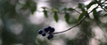 MôjobľúbenýLigustrum II