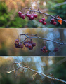 Triptychookrasnejjabloni