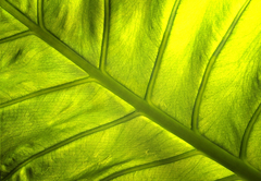 Rebrovec