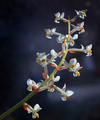 Jewel Orchids
