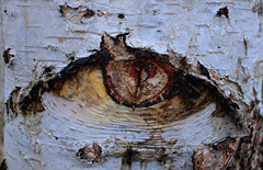 Oko brezové