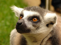 Lemur