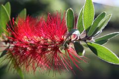 Some kind of a flower?