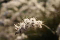 Morning glitter