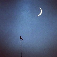 Vrana a Mesiac