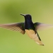 kolibrík bielokrký