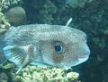 Blackspotted pufferfish