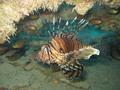 Pterois miles - perutín